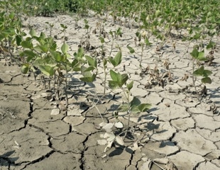 Soybean Drought Tolerance Assessment Using UAV and AI