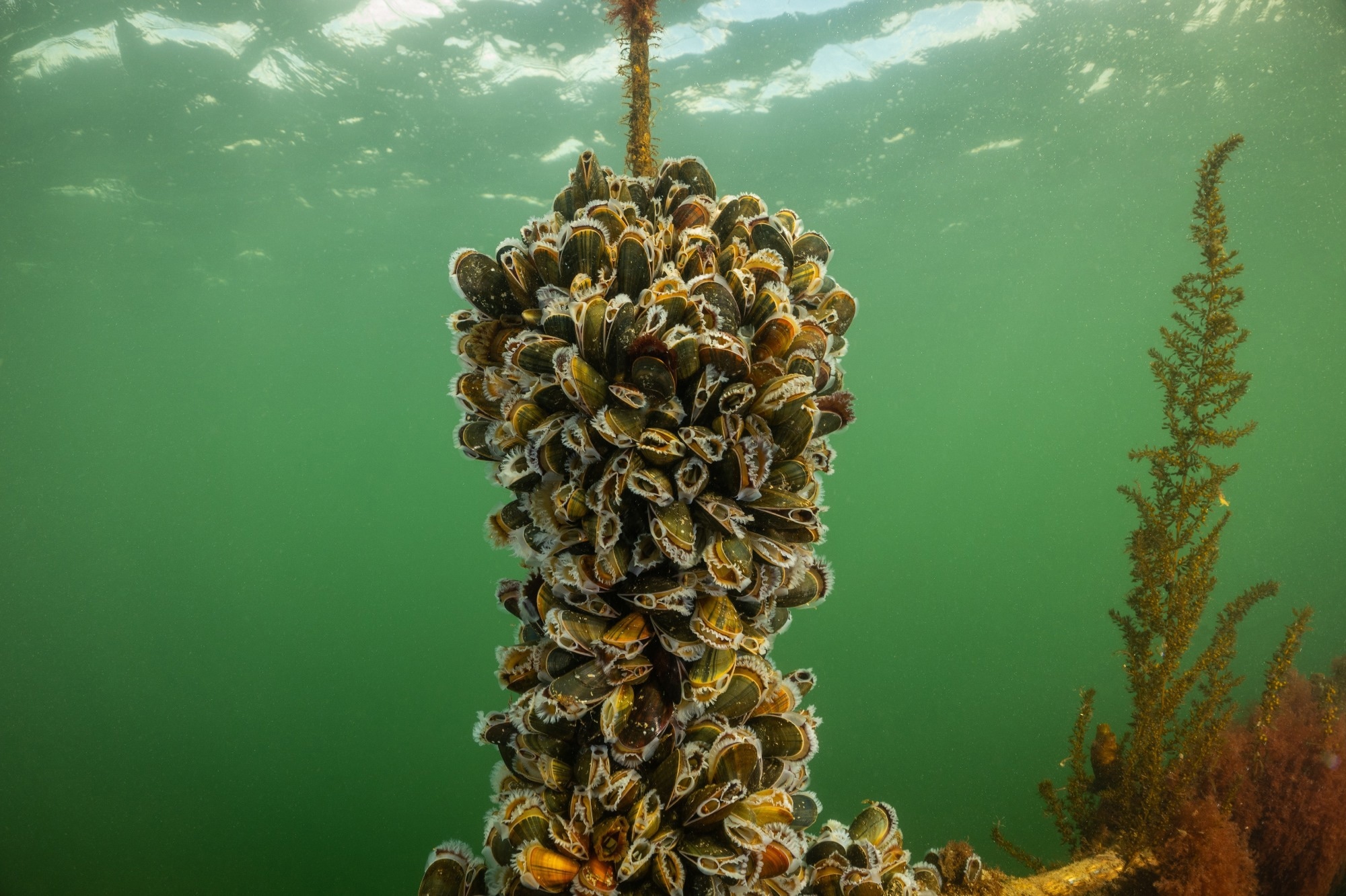 Study: Neural Network Automates Mussel Larvae Monitoring. Image Credit: Drew McArthur /Shutterstock