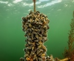 Neural Network Automates Mussel Larvae Monitoring