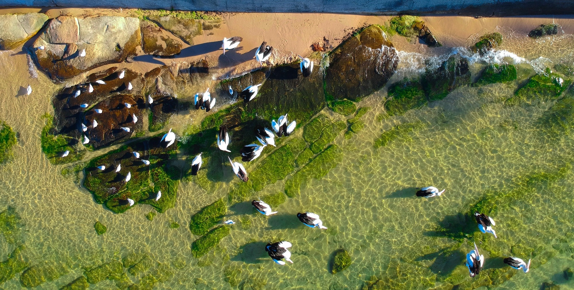 Study: ORACLE: Revolutionizing Wildlife Surveillance with Drones. Image Credit: Elias Bitar/Shutterstock