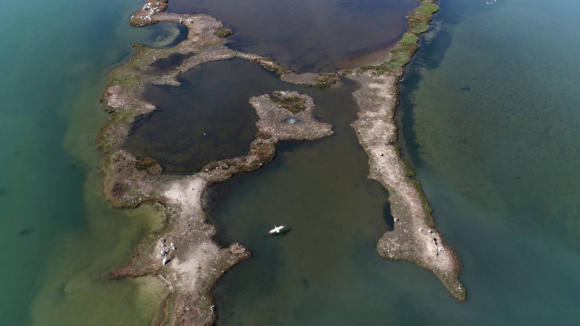 An image depicting wildlife surveillance using drones over an islet, recorded at 40 m altitude.