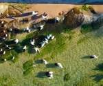ORACLE: Enhancing Wildlife Surveillance with Drones