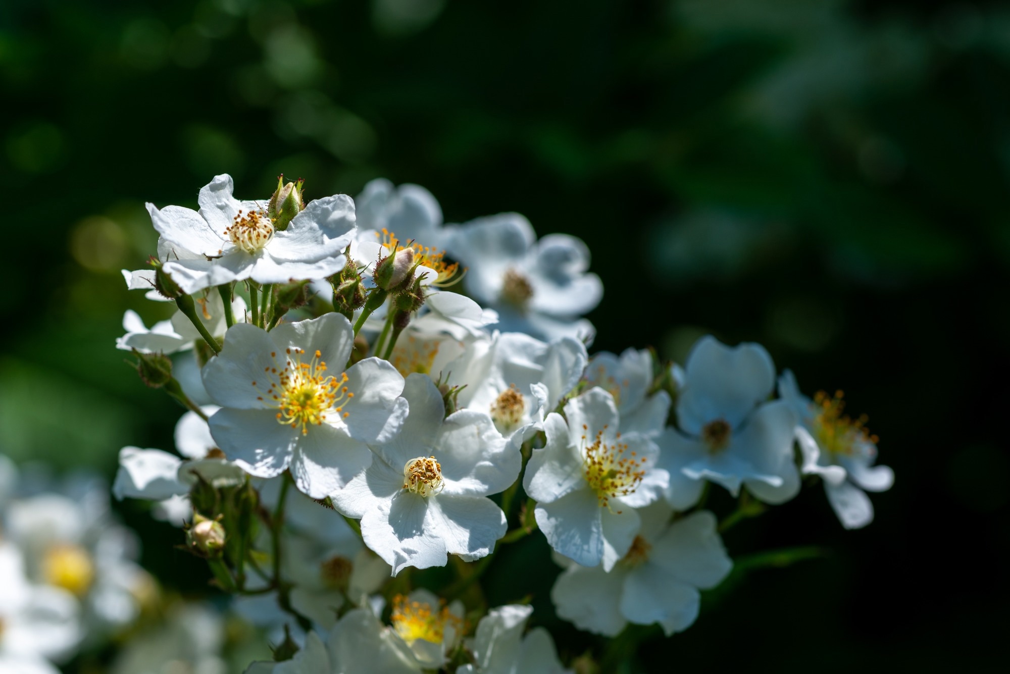 Image Credit: SuperZiemia / Shutterstock