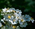 Researchers Harness Drones and Machine Learning to Combat Multiflora Rose Threat