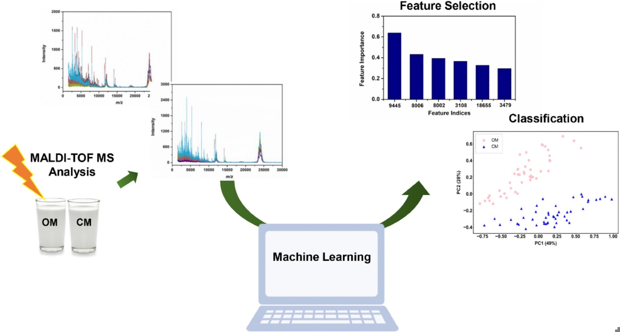 Schematic representation of the proposed machine learning-assisted MALDI-TOF MS method for rapid classification of milk products. Image Credit: https://www.sciencedirect.com/science/article/pii/S0022030224009494