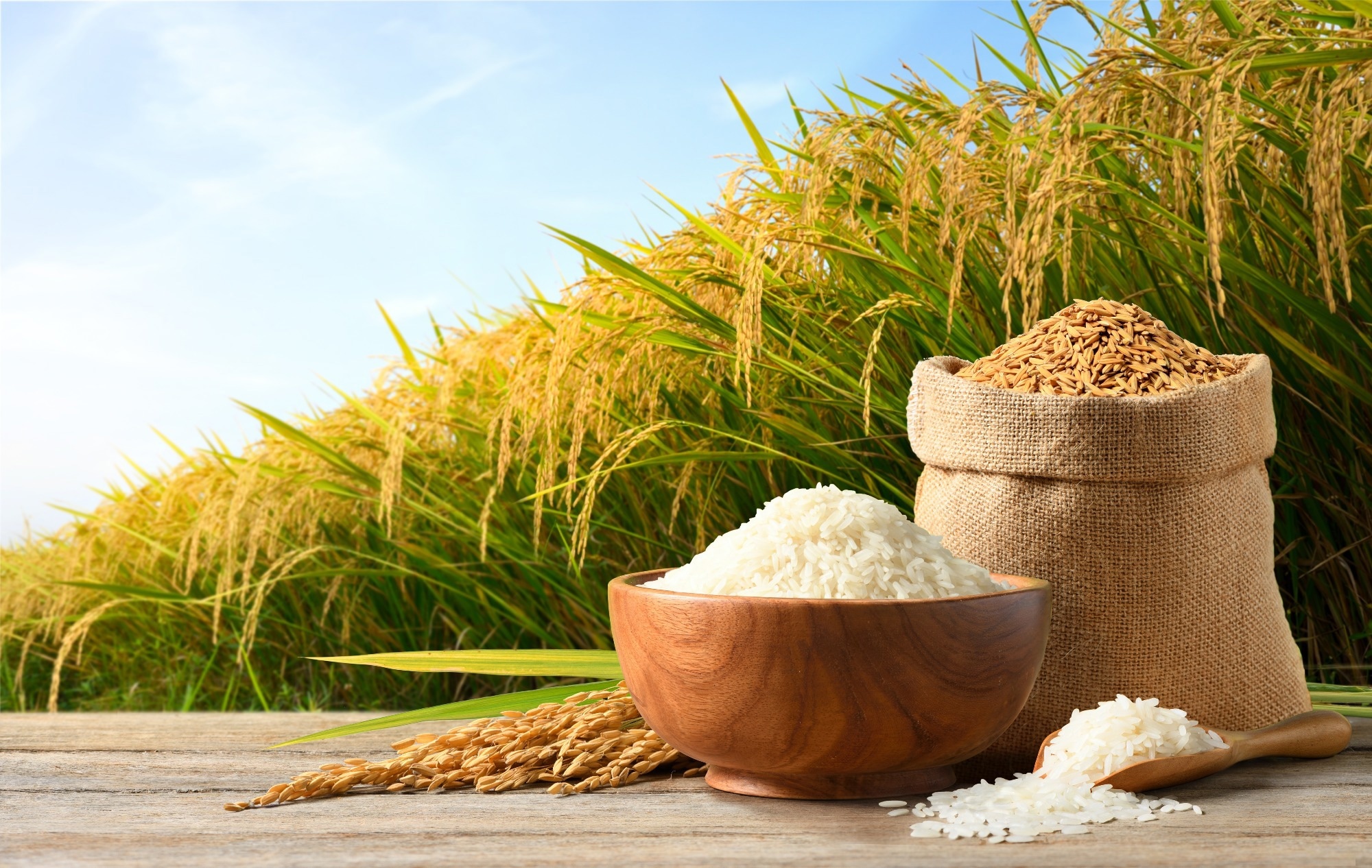Study: AI Predicts Rice Production with Precision. Image Credit: Photoongraphy/Shutterstock