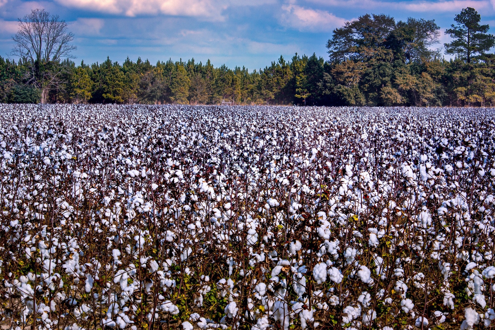 Study: DL Boosts Real-Time Cotton Water Stress Detection. Image Credit:  Landen Wilson/ Shutterstock