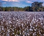 DL Boosts Real-Time Cotton Water Stress Detection