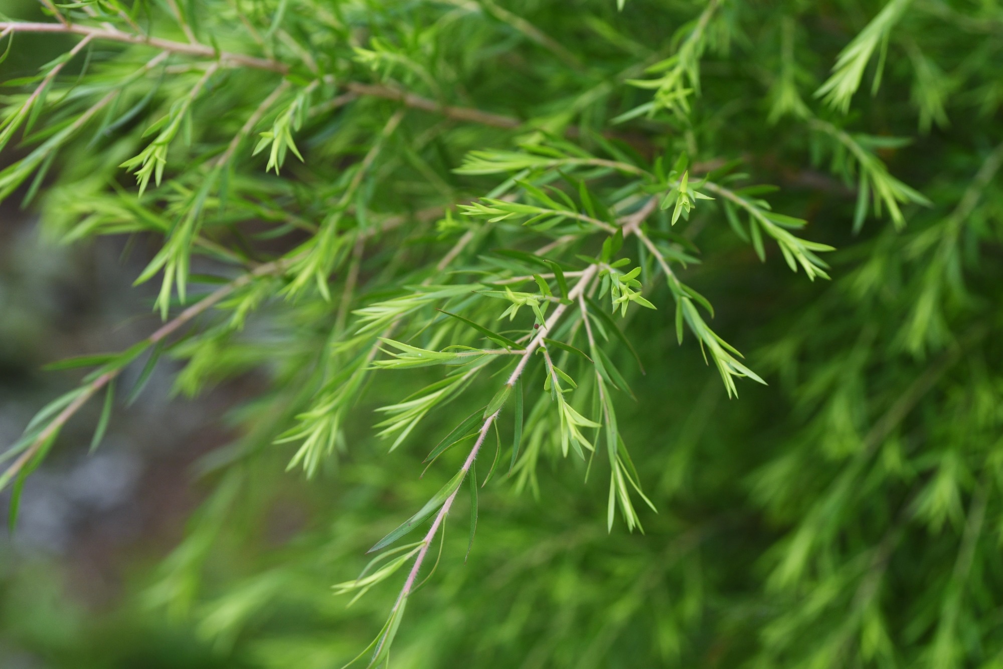 Study: Predictive Model for Tea Anthracnose in Yunnan. Image Credit: tamu1500/Shutterstock.com