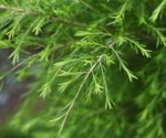 Predictive Model for Tea Anthracnose in Yunnan