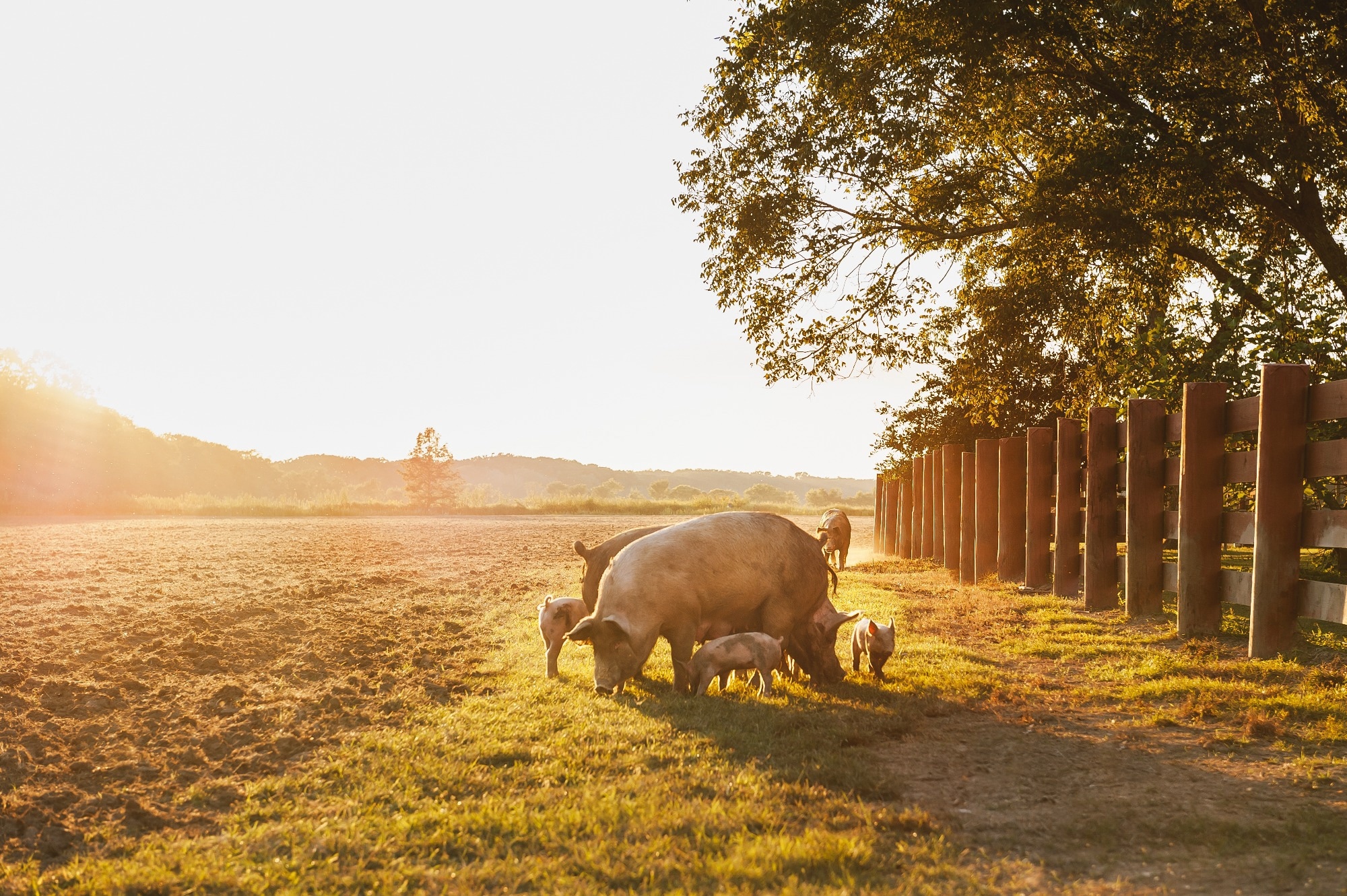 Study: Automated Lameness Detection in Sows. Image Credit: ccpixx photography/Shutterstock.com