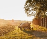 Automated Lameness Detection in Sows