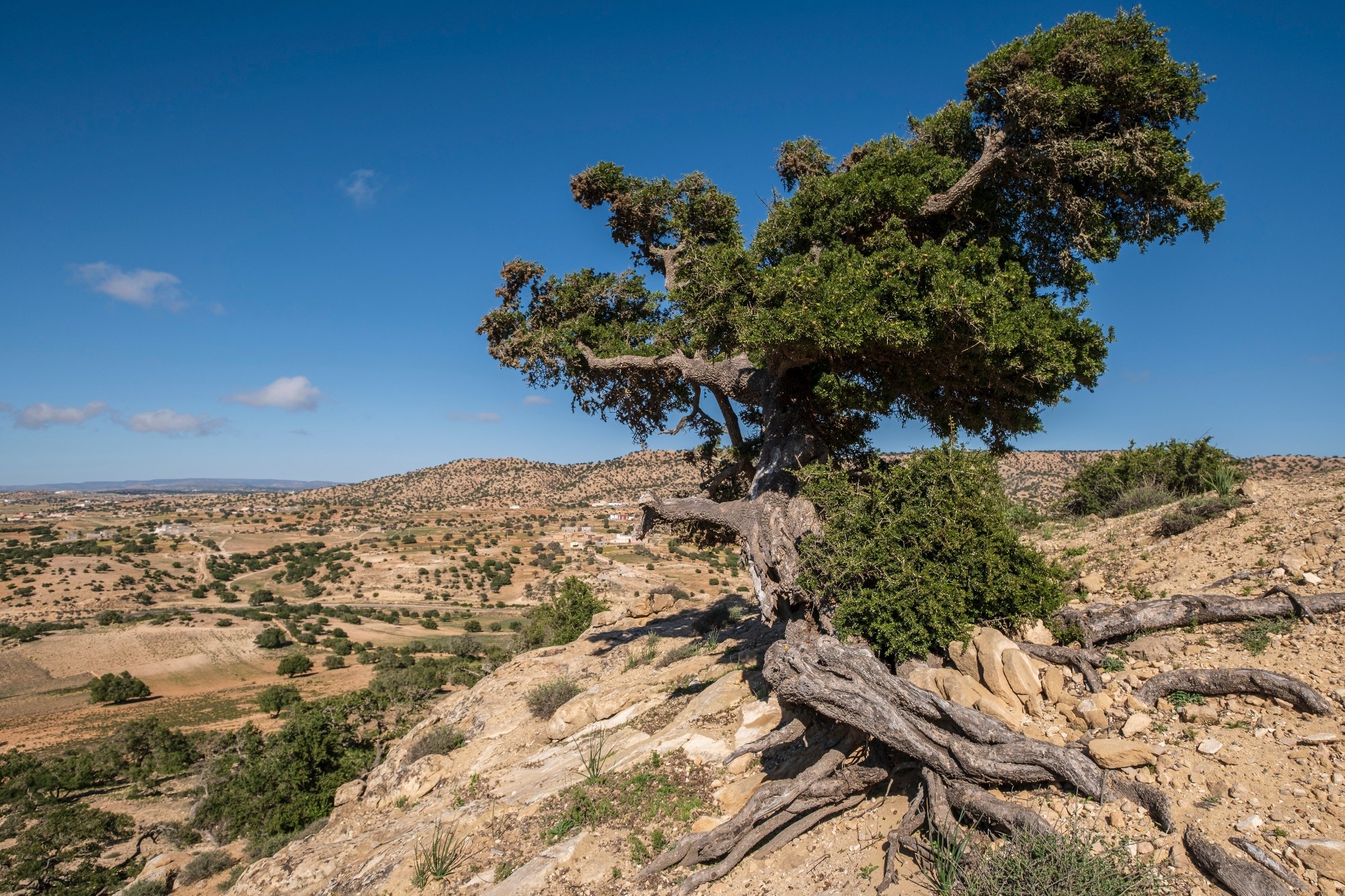 Study: Machine Learning Aids Argane Tree Conservation. Image Credit: tolobalaguer.com/Shutterstock.com