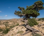 Machine Learning Aids Argane Tree Conservation
