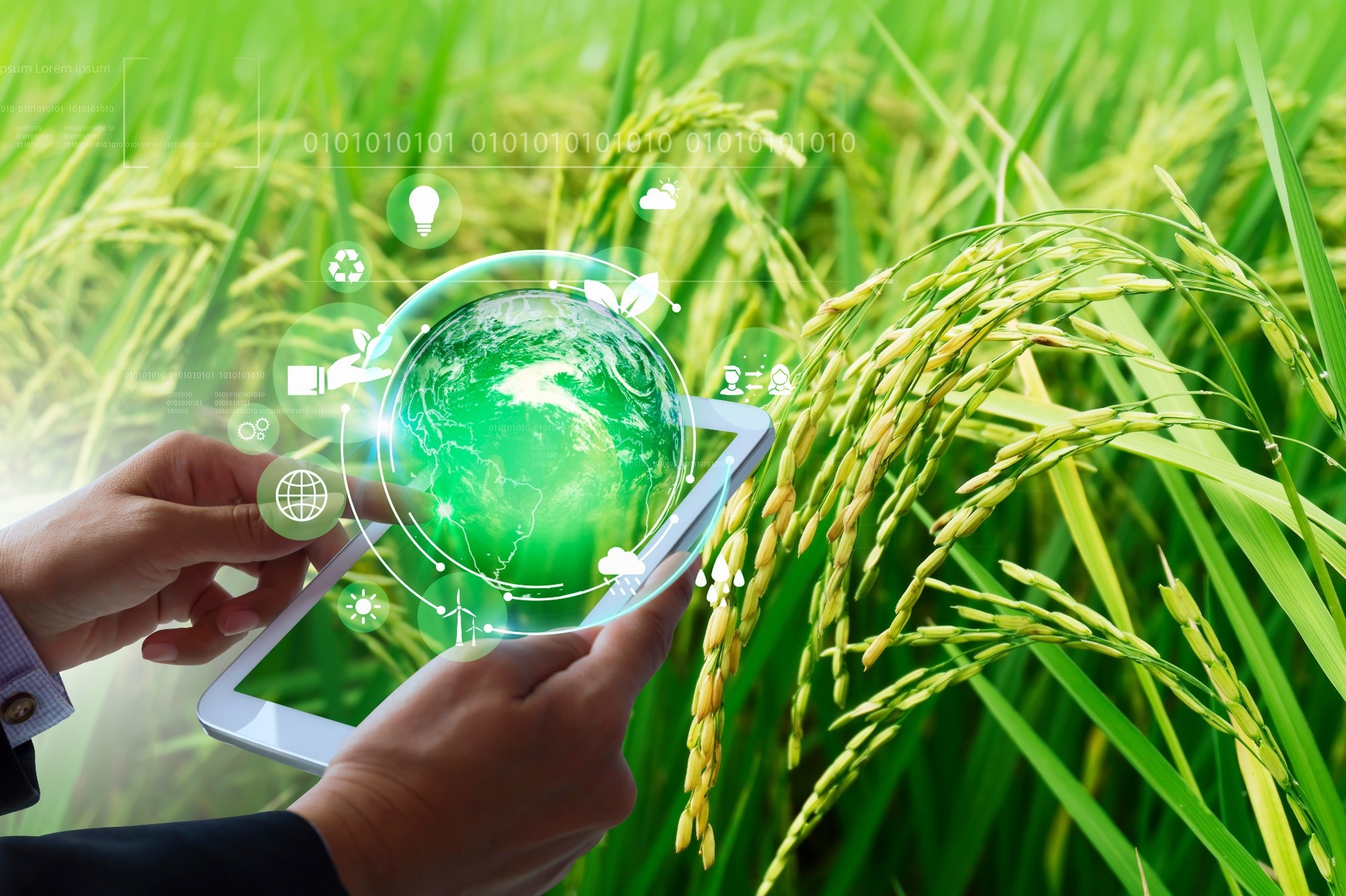 Study: Precision Weed Detection Transforms Rice Farming. Image Credit: Chayanit/Shutterstock.com