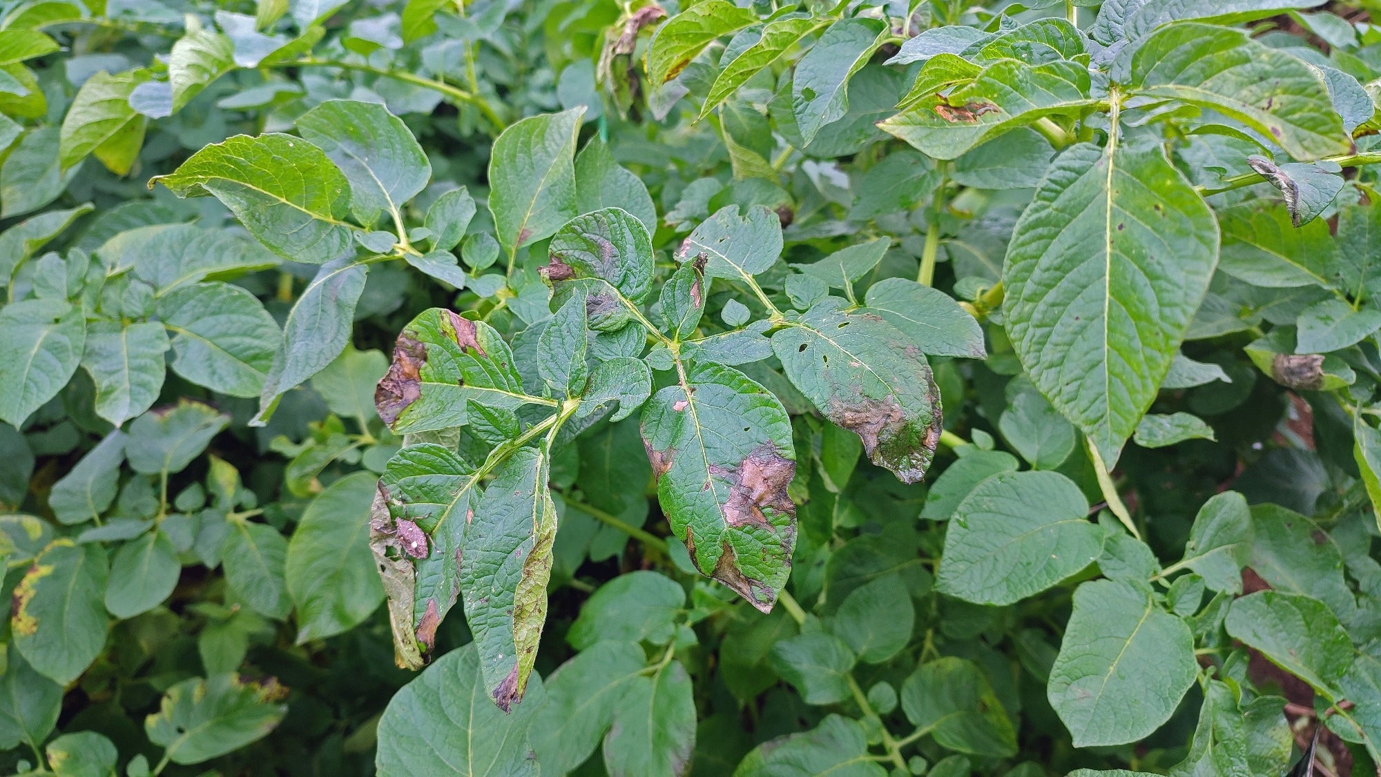 Study: Advanced ML Model Predicts Potato Blight. Image Credit: Bert Swandi/Shutterstock.com