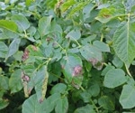 Advanced ML Model Predicts Potato Blight