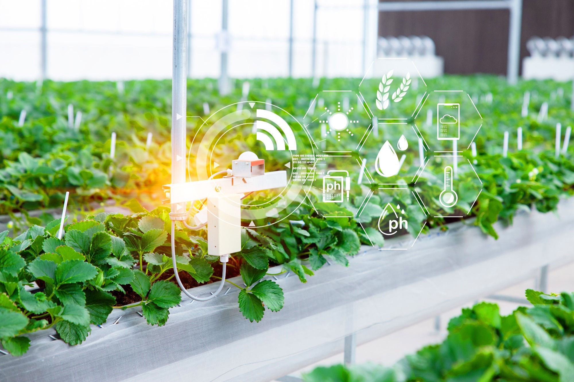 Study: AI-Powered Early Diagnosis of Strawberry Wilt. Image Credit: Quality Stock Arts/Shutterstock.com