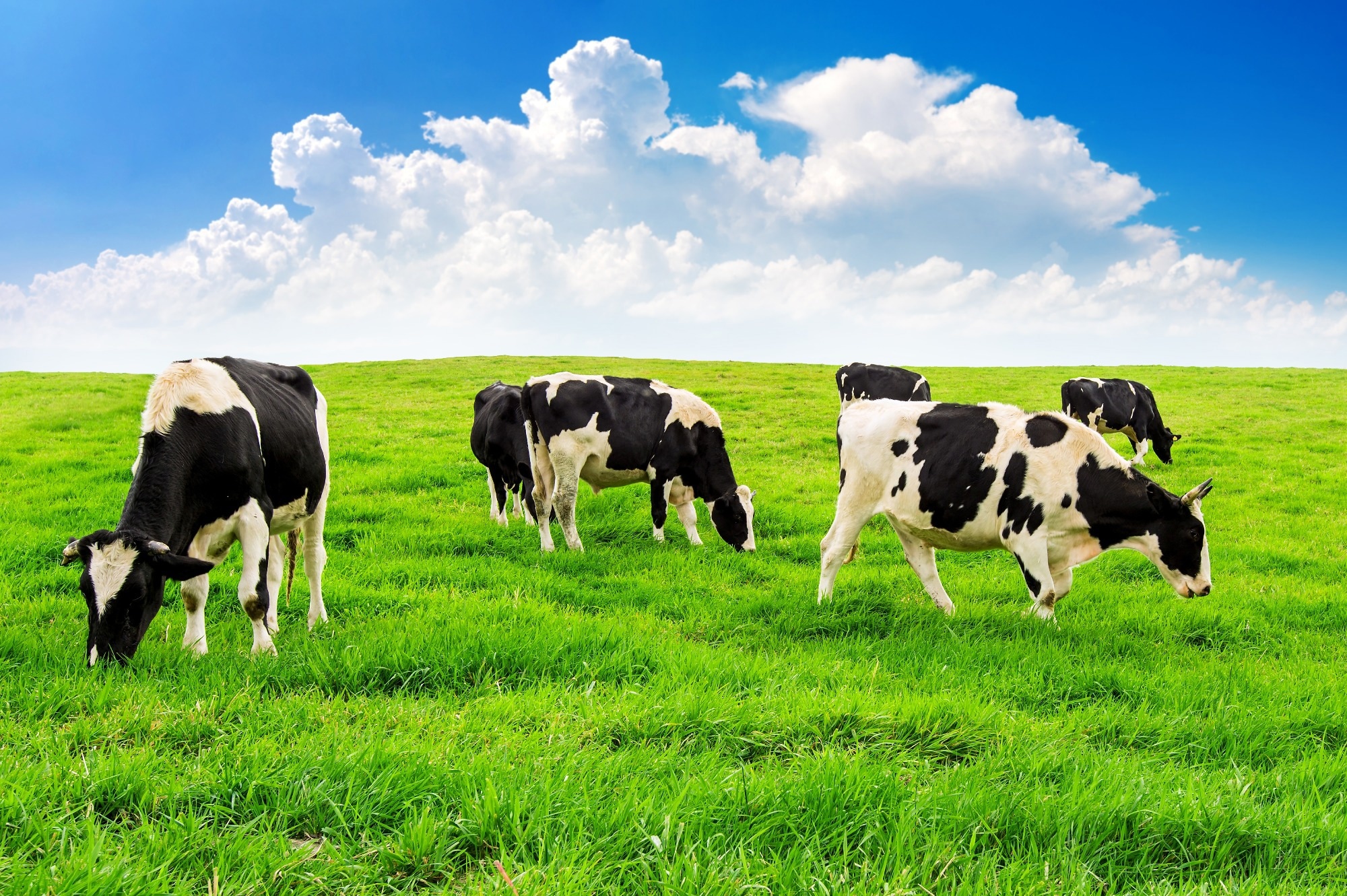 Study: Cutting-Edge ML for Pasture Management. Image Credit: Guitar photographer/Shutterstock.com