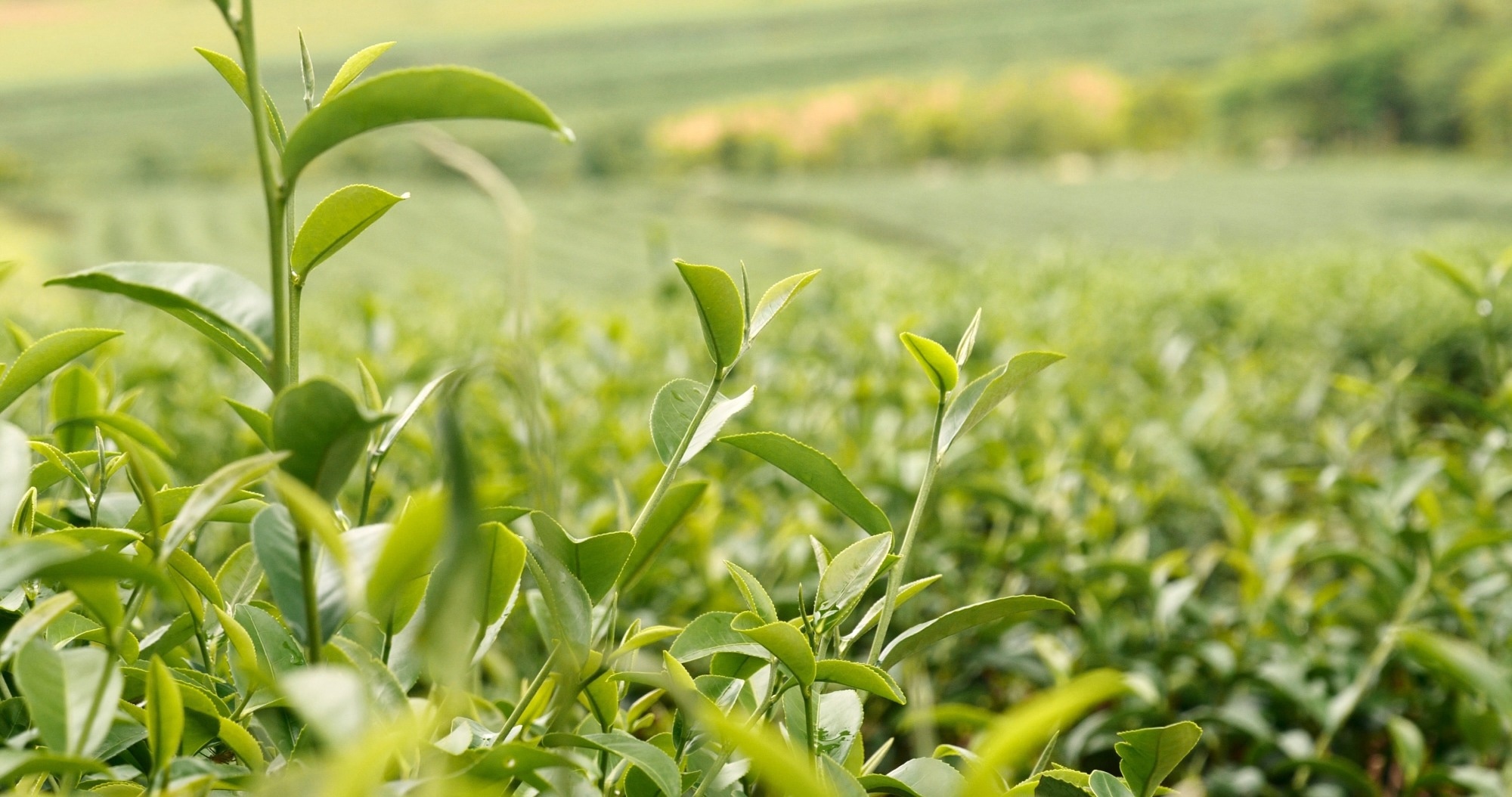 Study: Deep Neural Network Improves Tea Leaf Pose Estimation. Image Credit: afotostock/Shutterstock.com