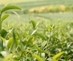 Deep Neural Network Improves Tea Leaf Pose Estimation