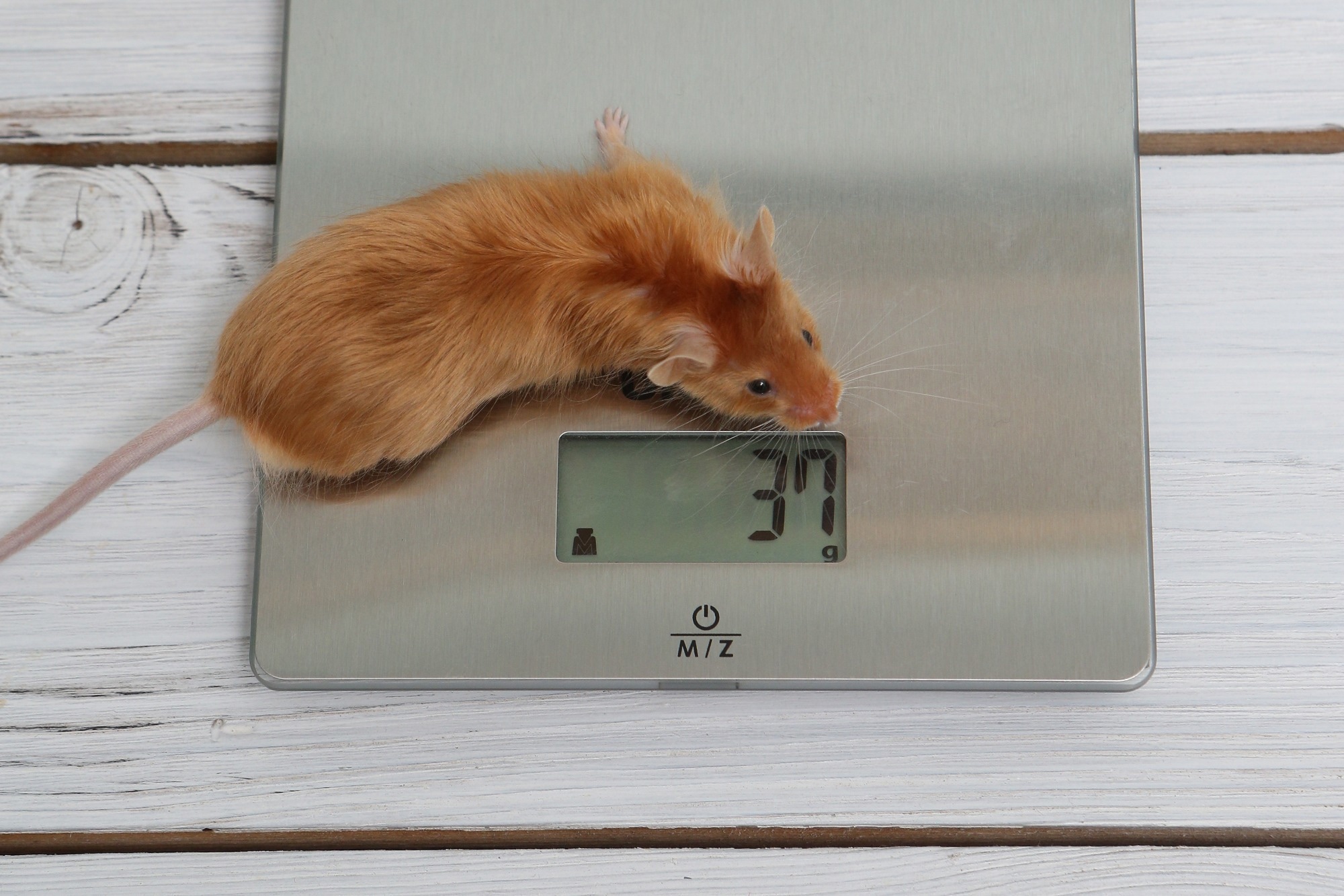 Study: CV Predicts Mouse Mass with High Precision. Image Credit: Sergey Bezgodov/Shutterstock.com