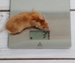 Computer Vision Predicts Mouse Mass with High Precision