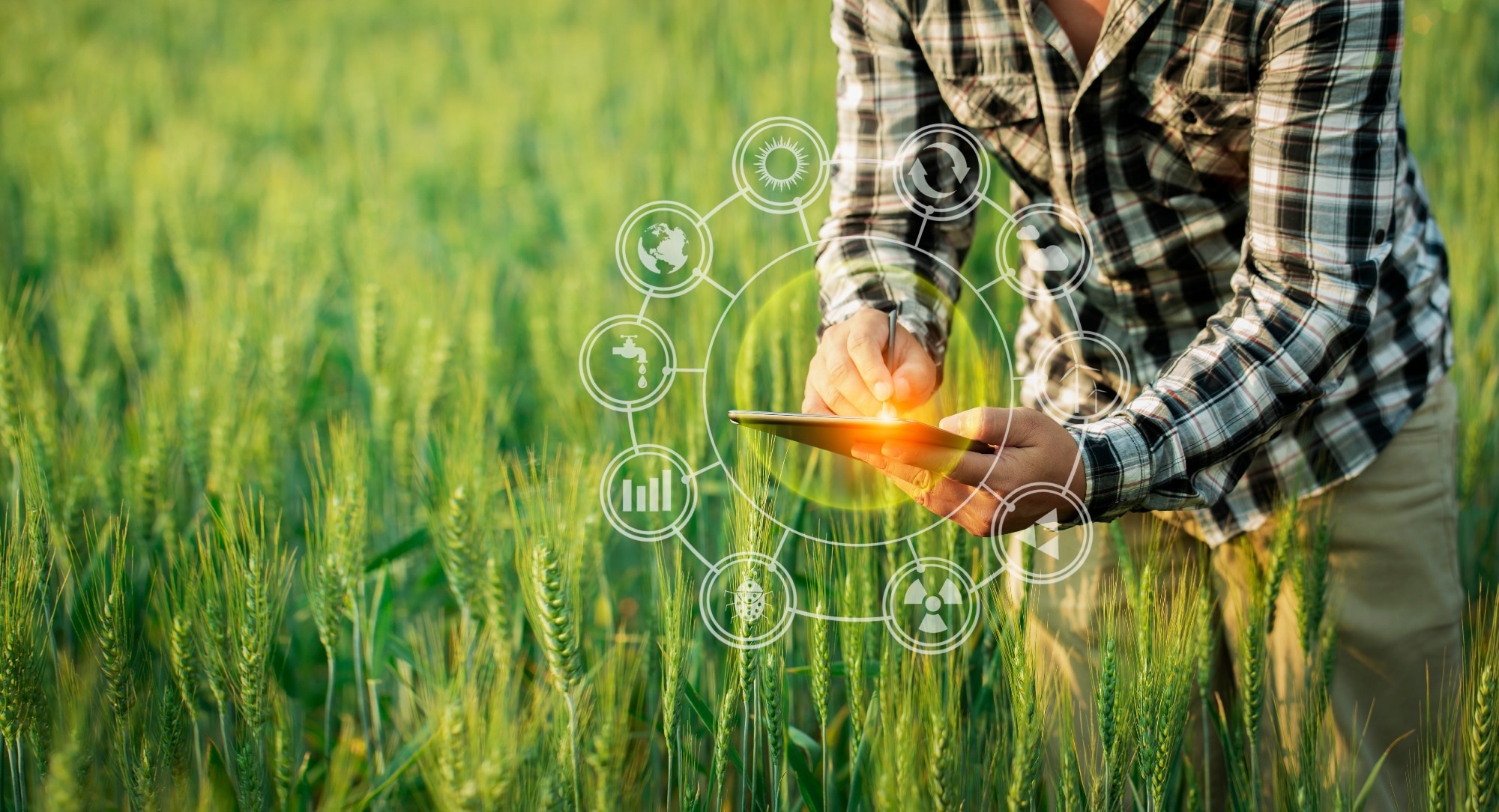 Study: Quantum Deep Learning Boosts Rice Yield Forecasting. Image Credit: SOMKID THONGDEE/Shutterstock.com
