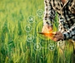 Quantum Deep Learning Boosts Rice Yield Forecasting