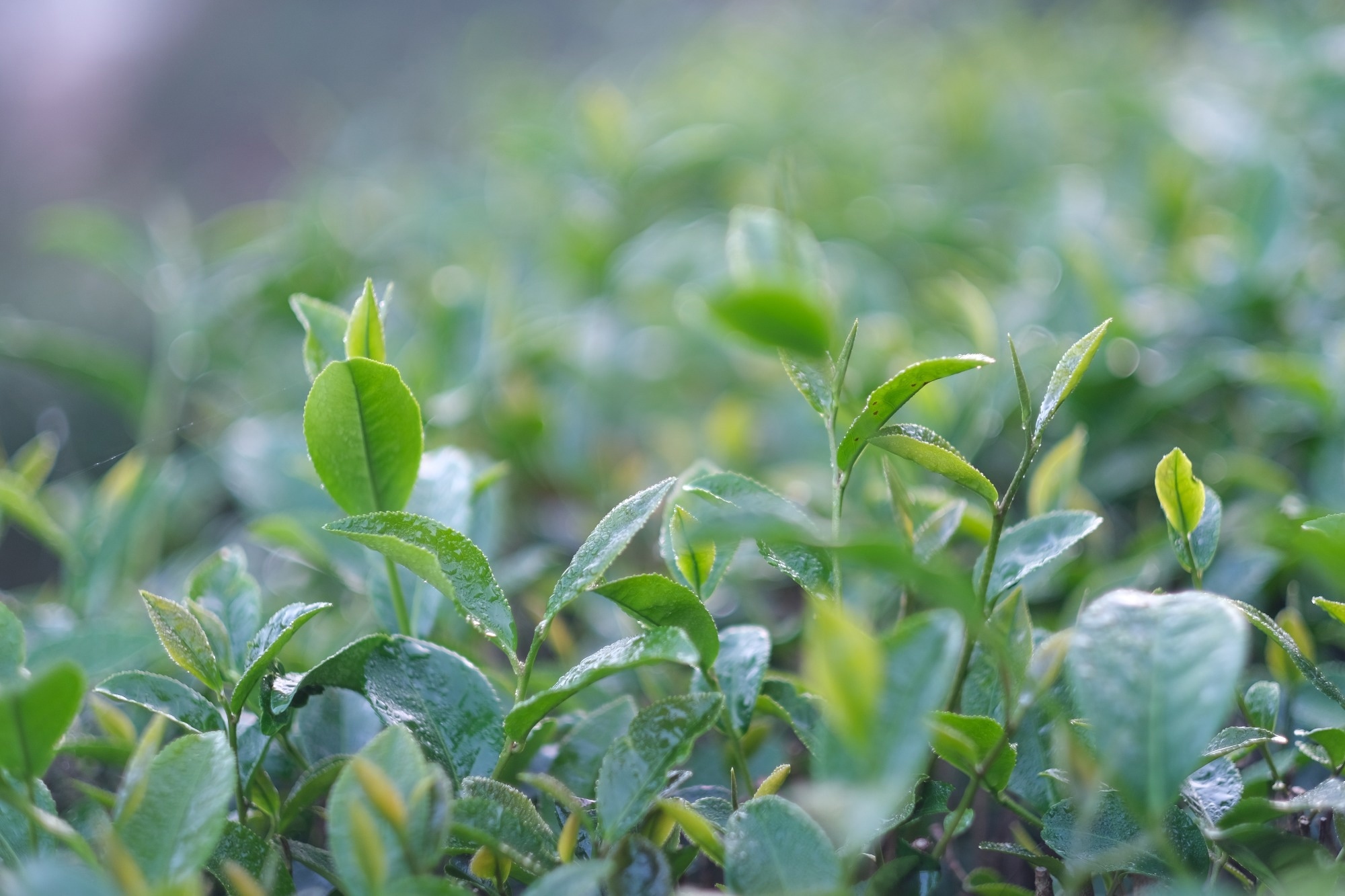 Study: Evaluating Tea Quality with Computer Vision. Image Credit: UNIKYLUCKK/Shutterstock.com