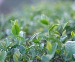 Evaluating Tea Quality with Computer Vision