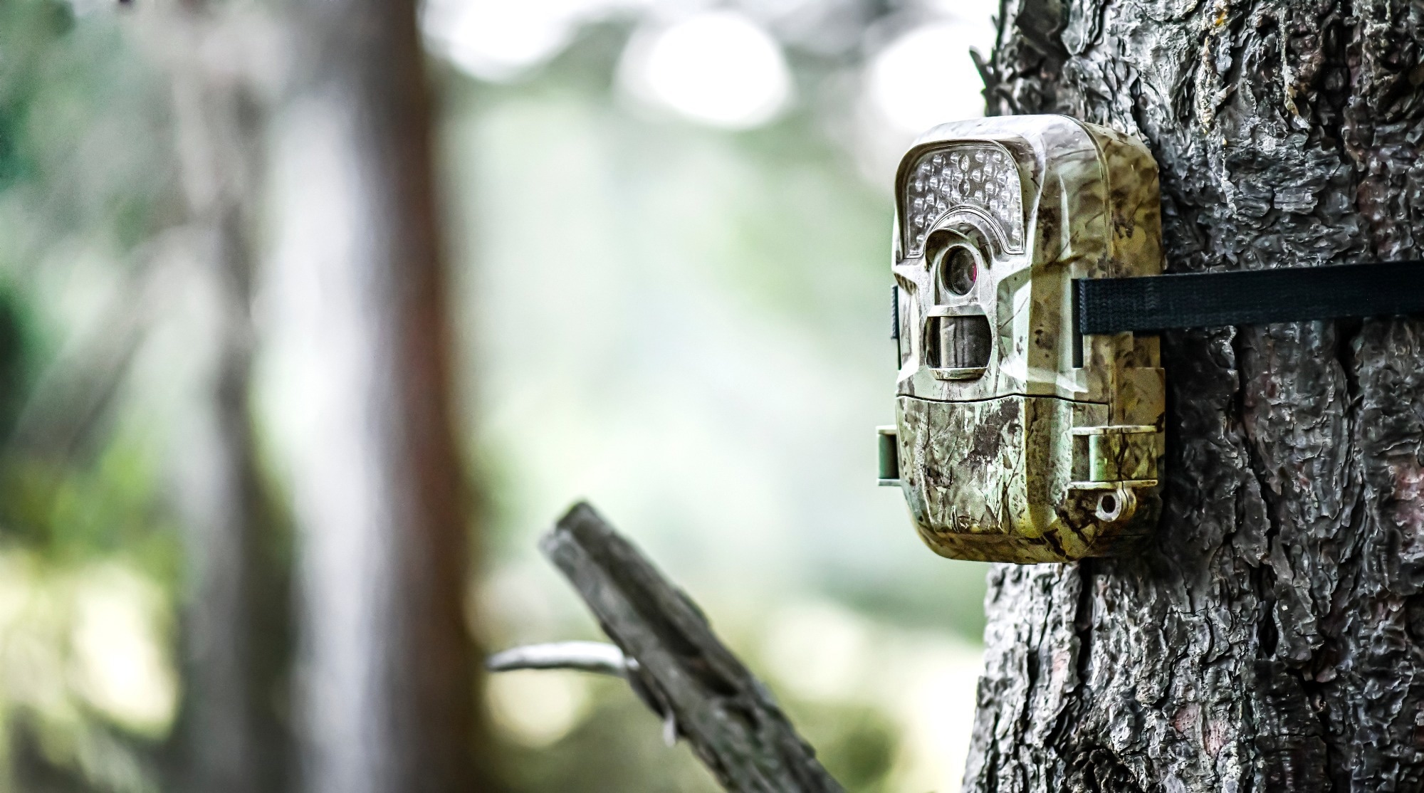 Study: Reliable and efficient integration of AI into camera traps for smart wildlife monitoring based on continual learning. Image Credit: Krasula / Shutterstock