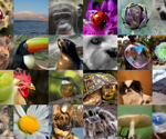 ImageFolder: Autoregressive Image Generation with Folded Tokens