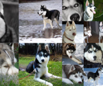 ByteDance Unveils Revolutionary Image Generation Model That Sets New Benchmark