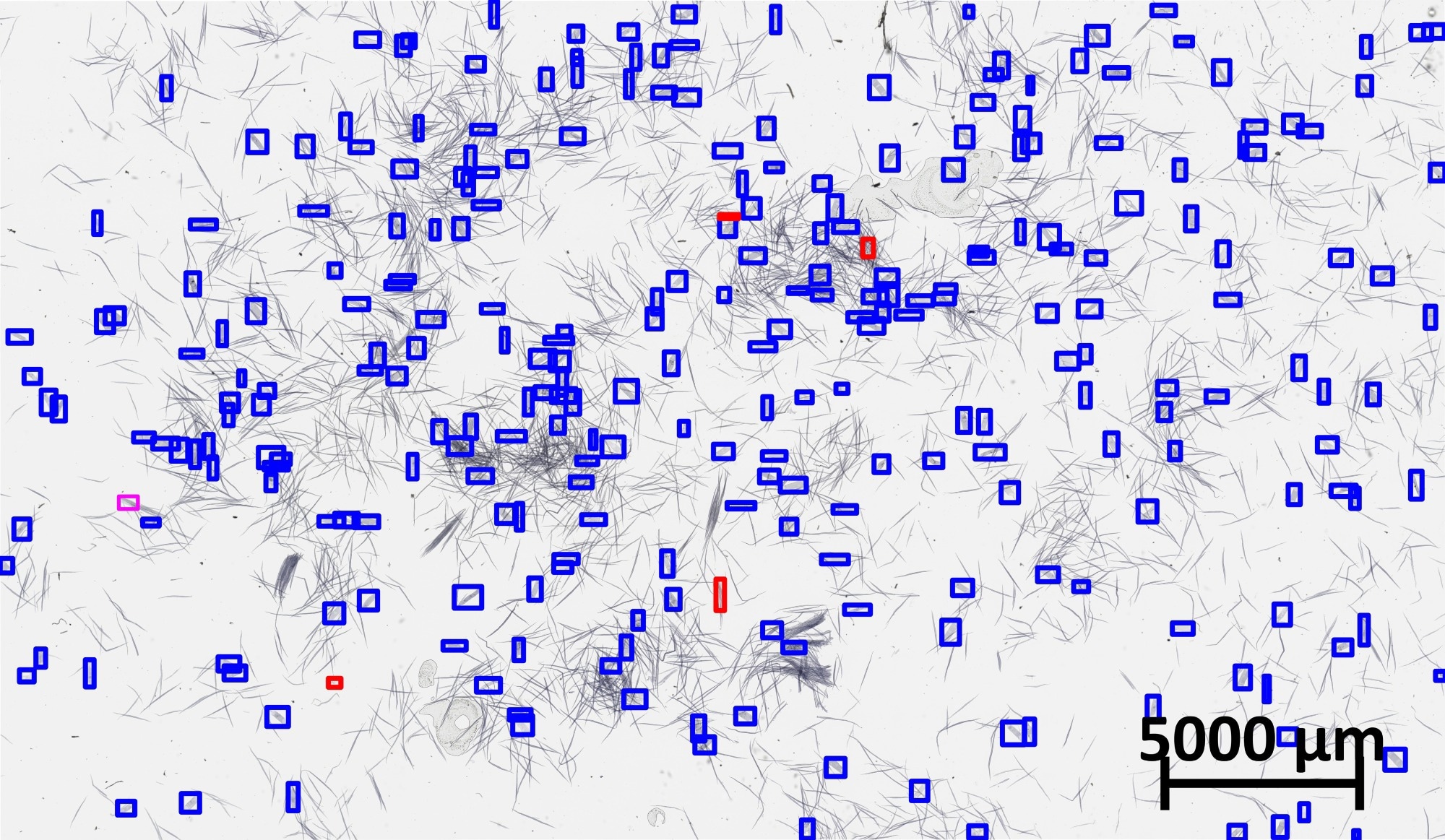 Microscope image of macerated hardwood cells including vessel elements. Blue boxes indicate the correctly localized vessel locations by WoodYOLO, the light purple box indicate one false negative and red boxes denote false positives that were not annotated by wood anatomists. WoodYOLO significantly speeds up the manual annotation process by automatically identifying hundreds of vessel elements.