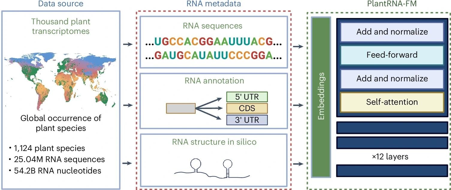 The pretraining dataset comprises transcriptomic sequences from 1,124 plant species, consisting of approximately 25.0M RNA sequences and 54.2B RNA bases. The green dots on the global mean temperature map represent the geographical distribution of these plant species across the world.