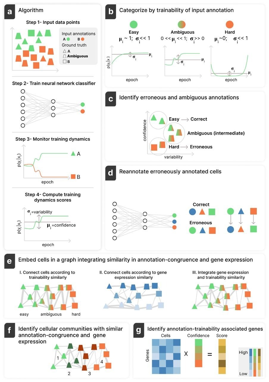 Annotatability schematic workflow. (a) Given an annotated dataset consisting of observations (e.g. single-cell gene expression profiles) and corresponding annotations per cell (e.g. cell types) (Step 1), Annotatability trains a DNN to predict the input annotations (Step 2), analyzes its predictions along the training procedure (Step 3), and computes confidence and variability scores per cell (Step 4). (b, c) Each cell is subsequently classified as easy-to-learn (high confidence/low variability), hard-to-learn (low confidence/low variability), or ambiguous (mid confidence/high variability)(b), corresponding to correctly annotated, erroneously annotated, or ambiguously annotated cells, respectively (c). (d) Annotatability can potentially amend the annotations of cells identified as erroneously annotated using its re-annotation module. (e, f) Annotatability includes a trainability-aware graph-embedding module, which incorporates similarity between cells in both training dynamics statistics as well as gene expression (e), enabling signal-specific downstream analyses (f). (g) Annotatability is also equipped with a training-dynamics-based score that captures either positive or negative association of genes relative to a given annotations, corresponding to a given biological signal.