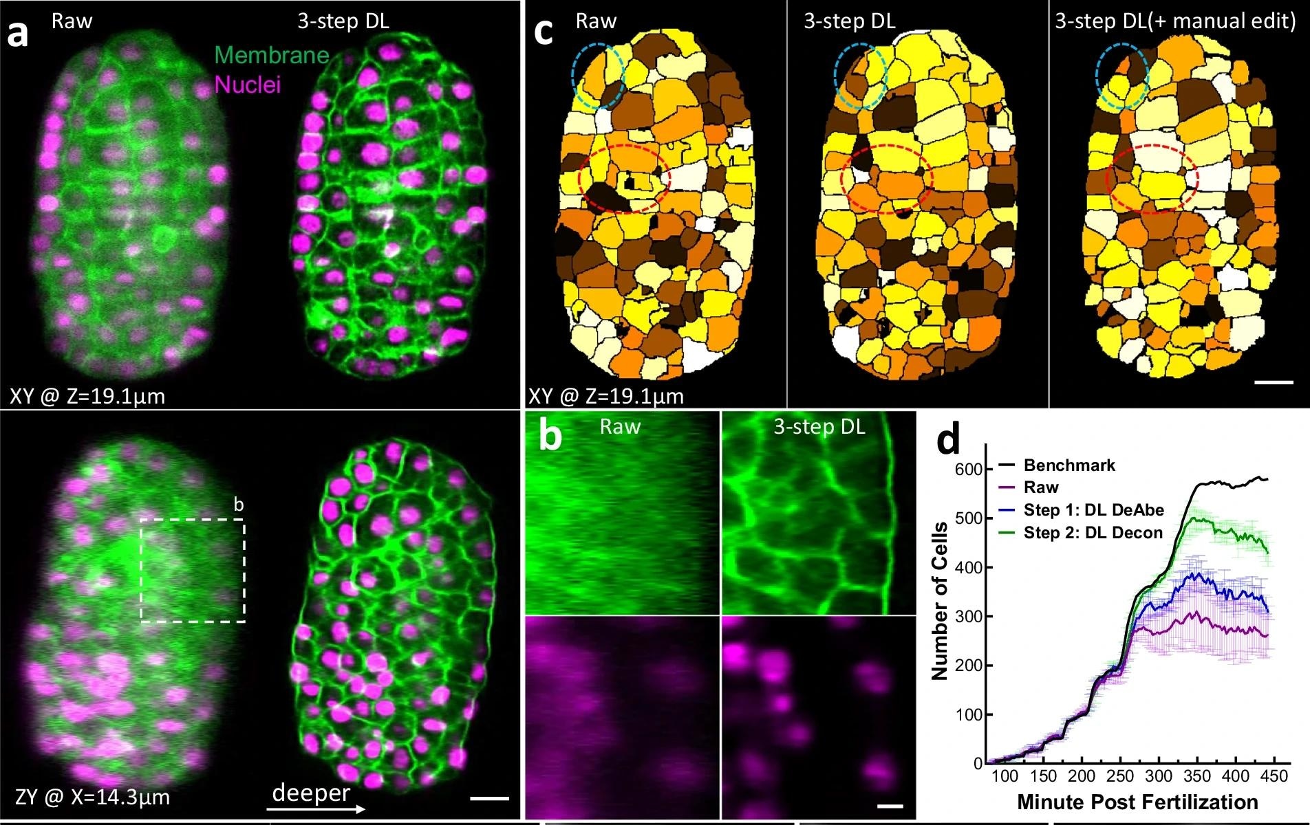 a C. elegans embryos expressing GFP-labeled membrane marker (green) and mCherry-labeled nuclear marker (magenta) were imaged with dual-view light-sheet microscopy (diSPIM) and the raw data (left) from single-view recordings processed through neural networks that progressively de-aberrated, deconvolved, and isotropized spatial resolution (3-step DL, right). Single planes from lateral (top) and axial (bottom) perspectives are shown (b) Higher magnification axial views deep into embryo, corresponding to dashed rectangle in (a). c Examples of automatic segmentation on raw (left, 319 cells), 3-step deep learning (DL) prediction (middle, 421 cells), and manually corrected segmentation based on DL prediction (right, 421 cells). Single planes corresponding to upper planes in (a) are shown. Red, blue ellipses highlight regions for visual comparison. d Number of cells detected by automatic segmentation of membrane marker vs. time for raw data (purple) and after applying first two DL steps (Steps 1, 2; blue, green curves). Means and standard deviations are derived from 3 embryos and manually derived ground truth (black) is also provided.