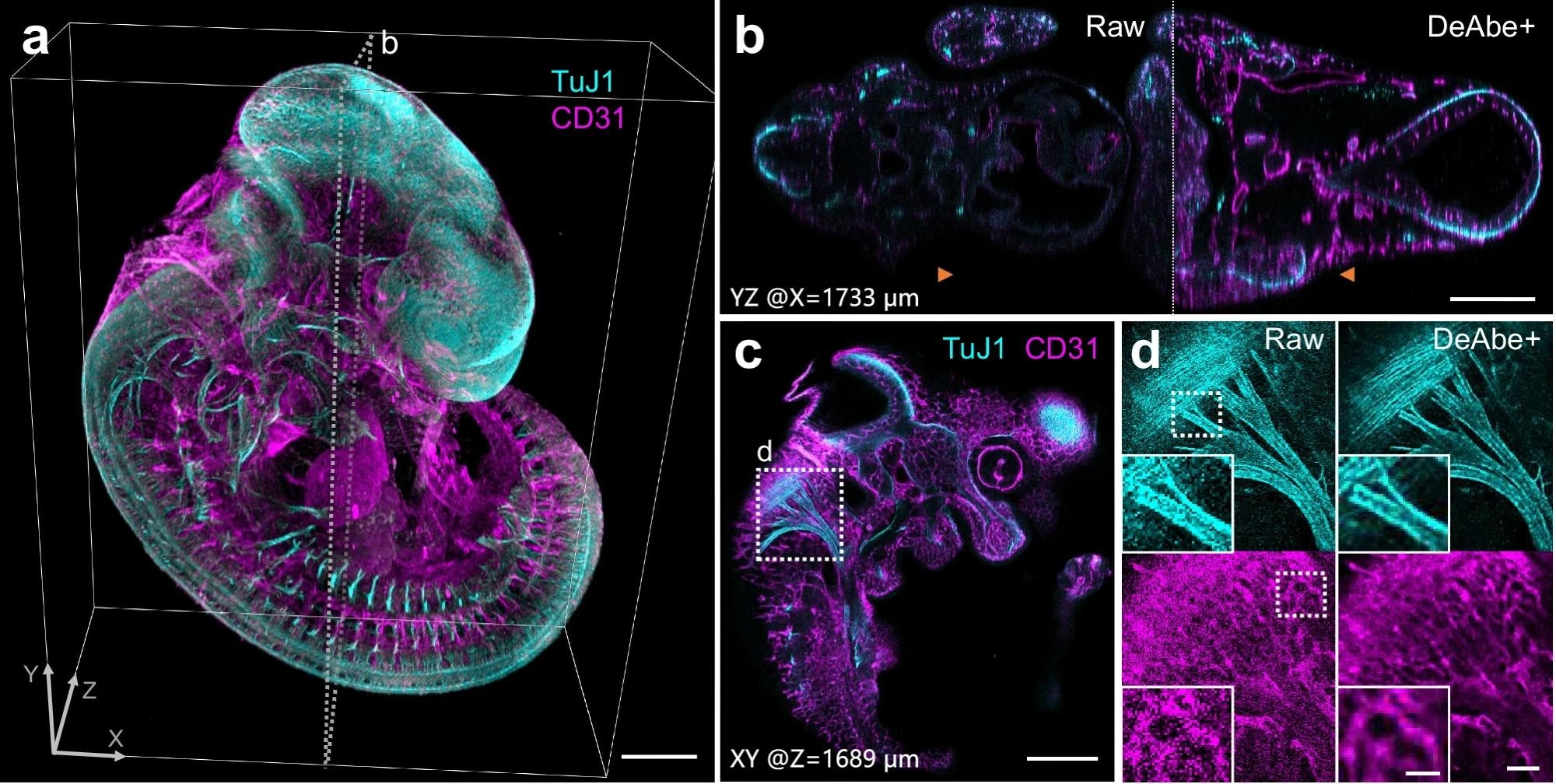 a. Fixed and iDISCO-cleared E11.5-day mouse embryos were immunostained for neurons (TuJ1, cyan) and blood vessels (CD31, magenta), imaged with confocal microscopy and processed with a trained DeAbe model. b. Axial view corresponding to dotted rectangular region in (a), comparing raw data and depth-compensated, de-aberrated, and deconvolved data (DeAbe + ). c. Higher magnification lateral view at axial depth of 1689 μm indicated by the orange double headed arrowheads in (b). d. Higher magnification views of white dotted region in (c), comparing raw (left) and DeAbe+ processing (right) for neuronal (top) and blood vessel (bottom) stains.