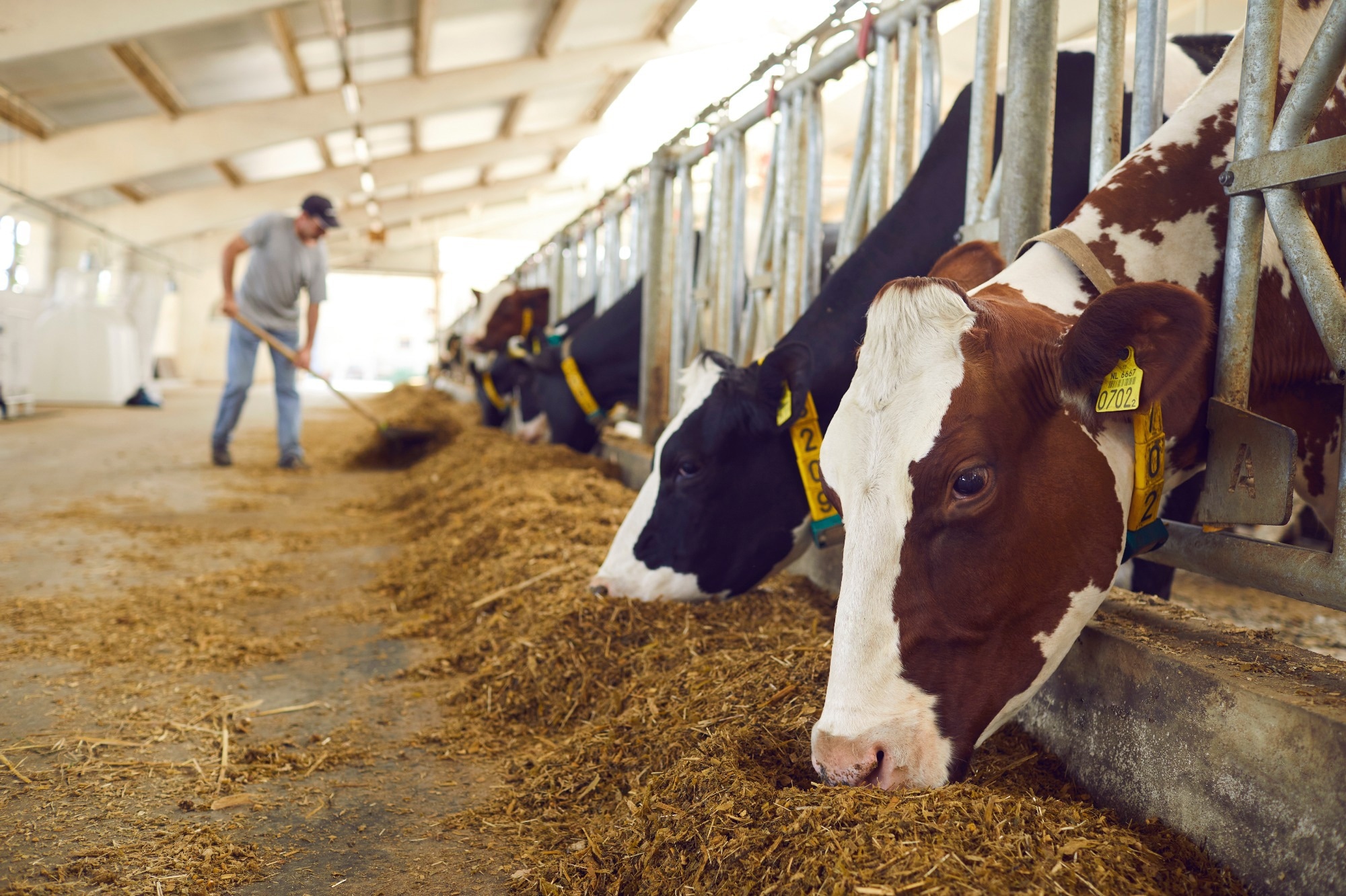 Research: Computational approaches for enteric methane mitigation research: from fermi calculations to artificial intelligence paradigms. Image Credit: Studio Romantic / Shutterstock