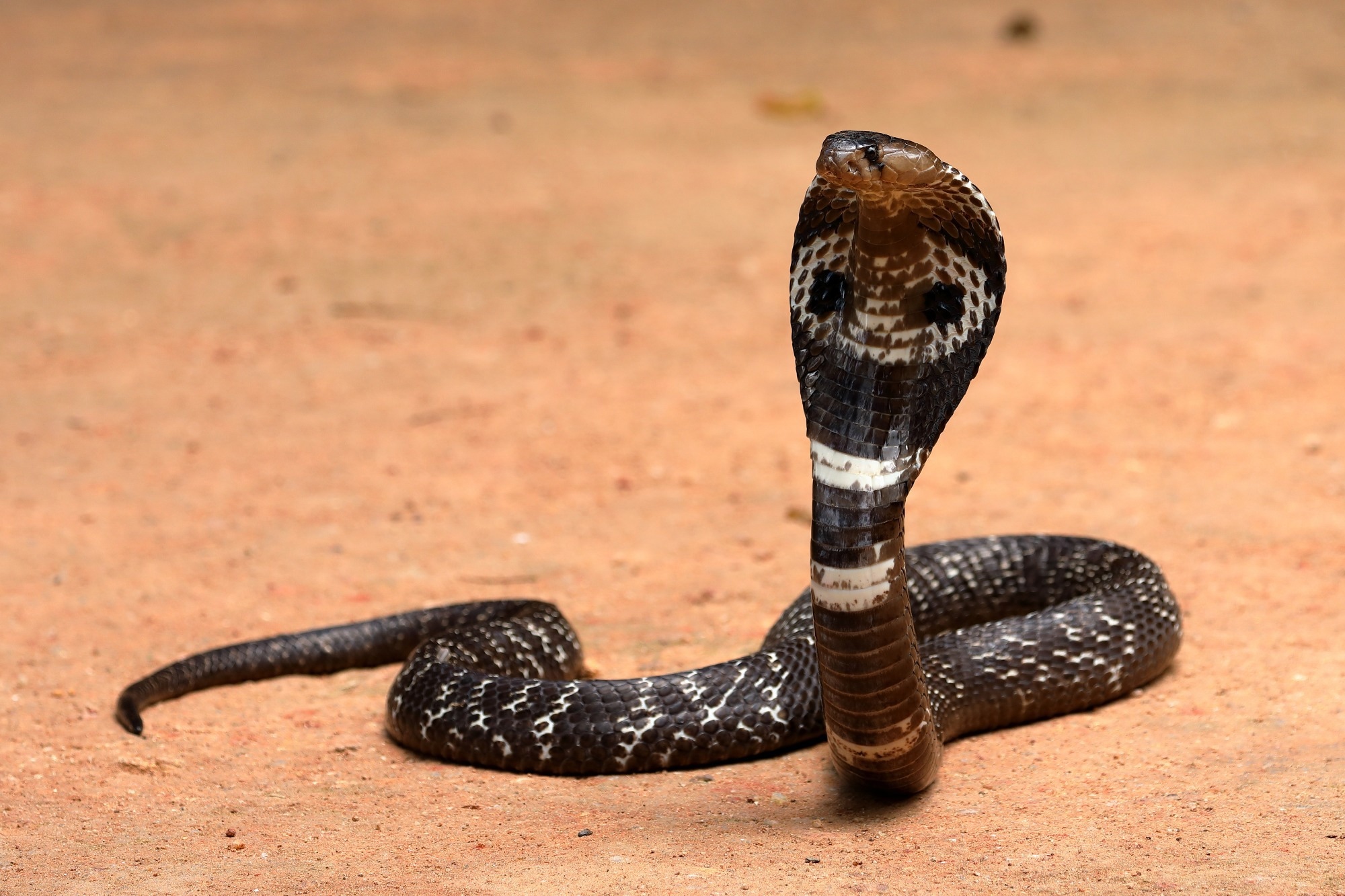 Research: De novo designed proteins neutralize lethal snake venom toxins. Image Credit: hecke61 / Shutterstock