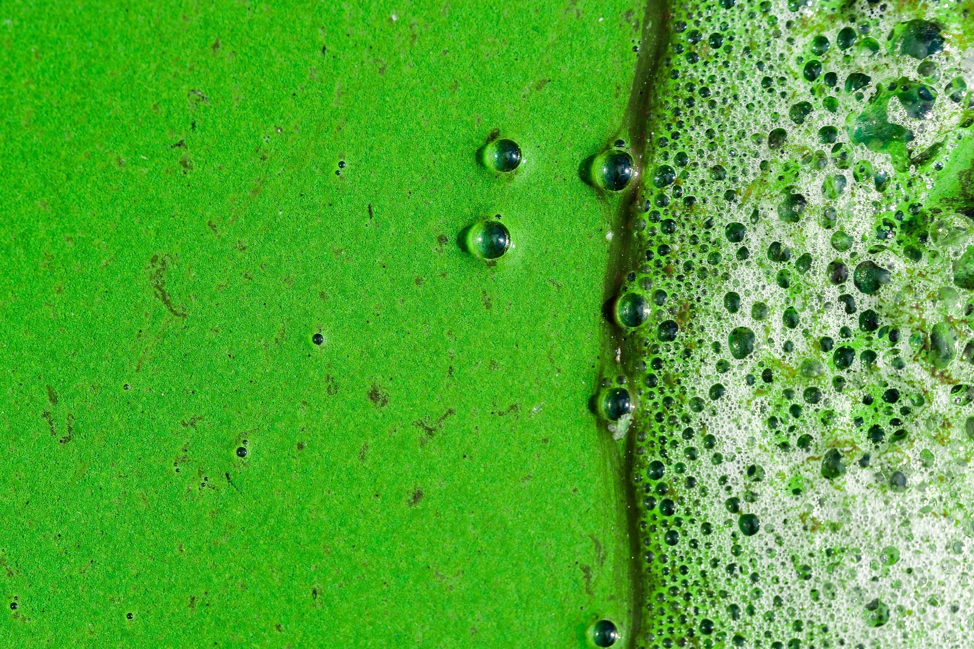 Research: Explainable deep learning identifies patterns and drivers of freshwater harmful algal blooms. Image Credit: Editos foto / Shutterstock