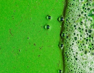 Harnessing AI to Decode and Combat Harmful Algal Blooms