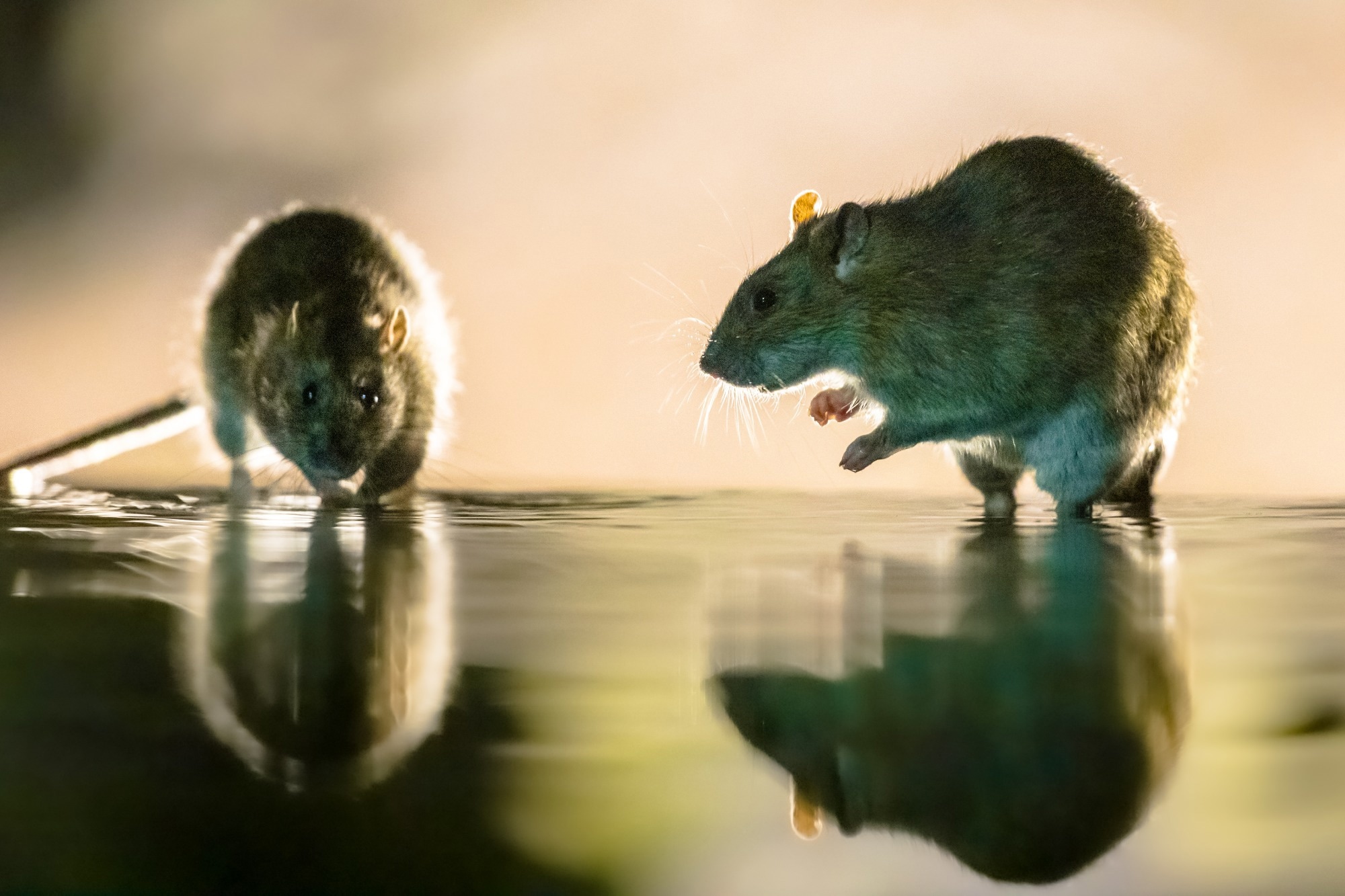 Research: Unraveling the complexity of rat object vision requires a full convolutional network and beyond. Image Credit: Rudmer Zwerver / Shutterstock