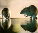 AI Struggles Where Rats Excel: A New Look at Vision and Intelligence