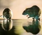 AI Struggles Where Rats Excel: A New Look at Vision and Intelligence