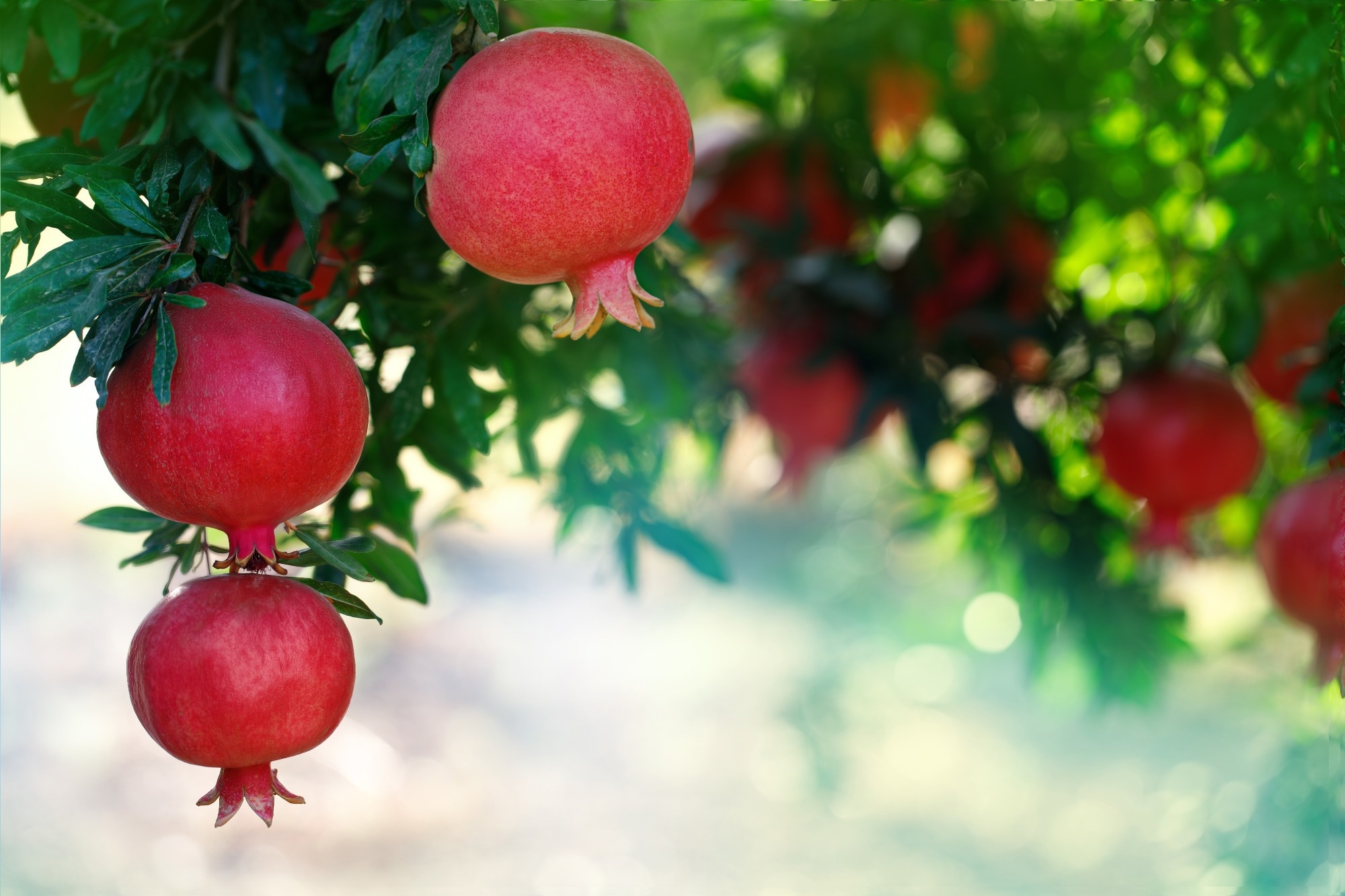 Study: EasyDAM_V4: Guided-GAN-based cross-species data labeling for fruit detection with significant shape difference. Image Credit: Olga Mukashev / Shutterstock