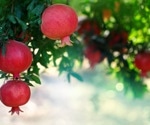Automated AI Model Speeds Up Fruit Detection and Smart Agriculture