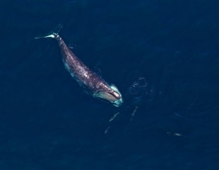 AI Predicts Whale Habitats to Prevent Deadly Collisions and Protect Marine Life