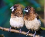 From ChatGPT to ChirpGPT: AI Bridges the Gap Between Birds and Humans